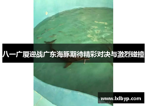 八一广厦迎战广东海豚期待精彩对决与激烈碰撞